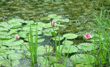 花菖蒲